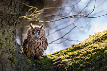 Long-eared owl (Asio otus) in a large tree, Cheshire, UK, March.