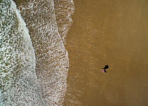 Aerial view  of a walker on beach, Abersoch, Gwynedd, Wales, UK, May