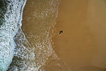 Aerial view of  surfer walking on beach towards the sea, Abersoch, Gwynedd, Wales, UK, May
