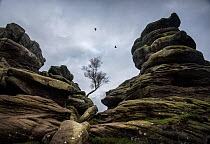 Tree and rock formations at Brimham Rocks, Harrogate, Yorkshire. Comprised of Carboniferous age, Millstone Grit, these strange rock formations form by variable erosion of soft and hard layers in the r...