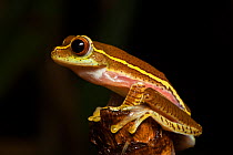 Boulenger's Tree Frog (Rhacophorus lateralis) portrait, Karnatka, India.
