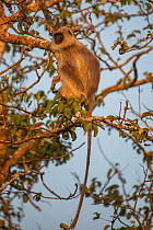 Tufted grey langur (Semnopithecus priam)  Nilgiri Biosphere Reserve, Karnataka, India.