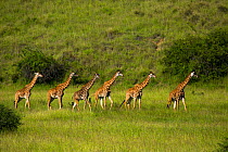Giraffe (Giraffa camelopardalis) herd, Virunga National Park, Rwanda.