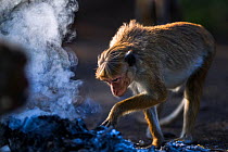 Toque macaque (Macaca sinica sinica) investigating a fire. Polonnaruwa, Sri Lanka February.