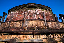 Toque macaques (Macaca sinica sinica) on ancient ruins. Polonnaruwa, Sri Lanka February.