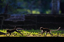 Toque macaque (Macaca sinica sinica) juveniles playing. Polonnaruwa, Sri Lanka February.