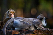 Toque macaque (Macaca sinica sinica) (Macaca sinica sinica) grooming Tufted gray langur (Semnopithecus priam thersites). Polonnaruwa, Sri Lanka February.