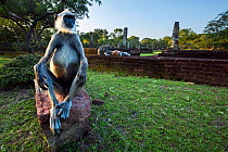Tufted gray langur male sitting on ancient ruins  (Semnopithecus priam thersites). Polonnaruwa, Sri Lanka February.