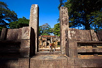 Toque macaques (Macaca sinica sinica) amongst ancient ruins. Polonnaruwa, Sri Lanka February.