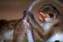 Toque macaques (Macaca sinica sinica) grooming. Polonnaruwa, Sri Lanka February.