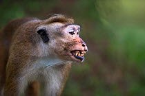 Toque macaque (Macaca sinica sinica) male showing aggression. Polonnaruwa, Sri Lanka February.