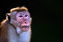 Toque macaque (Macaca sinica sinica) male portrait. Polonnaruwa, Sri Lanka January 2017.