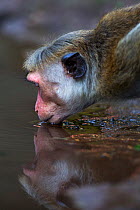 Toque macaque (Macaca sinica sinica) female drinking . Polonnaruwa, Sri Lanka January 2017.