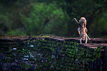 Toque macaque (Macaca sinica sinica) mating. Polonnaruwa, Sri Lanka February.