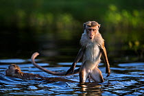 Toque macaques (Macaca sinica sinica) playing in water . Polonnaruwa, Sri Lanka February.