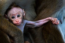 Toque macaque (Macaca sinica sinica) baby aged a few days. Polonnaruwa, Sri Lanka February.