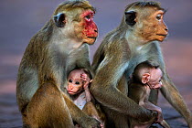Toque macaque (Macaca sinica sinica) females with their babies aged a few days. Polonnaruwa, Sri Lanka February.