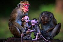 Toque macaque (Macaca sinica sinica) females with their babies aged a few days. Polonnaruwa, Sri Lanka February.