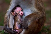 Toque macaque (Macaca sinica sinica) female baby a few days old suckling. Polonnaruwa, Sri Lanka February.