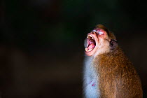 Toque macaque (Macaca sinica sinica) female yawning. Polonnaruwa, Sri Lanka January 2017.