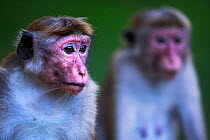 Toque macaque (Macaca sinica sinica) female portrait. Polonnaruwa, Sri Lanka January 2017.