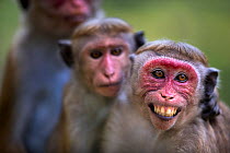 Toque macaque (Macaca sinica sinica) females one baring teeth. Polonnaruwa, Sri Lanka February.