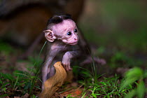 Toque macaque (Macaca sinica sinica) baby aged a few days. Polonnaruwa, Sri Lanka February.