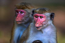 Toque macaque (Macaca sinica sinica) females. Polonnaruwa, Sri Lanka February.