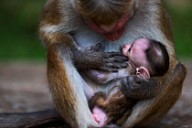 Toque macaque (Macaca sinica sinica) female baby a few days old suckling. Polonnaruwa, Sri Lanka February.