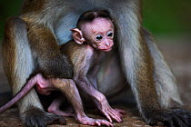 Toque macaque (Macaca sinica sinica) female baby a few days old with her mother. Polonnaruwa, Sri Lanka February.