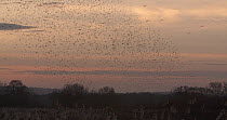 Wide angle shot of a murmuration of Common starlings (Sturnus vulgaris) over reedbeds at dusk, Ham Wall RSPB Reserve, Somerset Levels,  UK,  December.