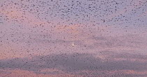 Wide angle shot of a murmuration of Common starlings (Sturnus vulgaris) over reedbeds at dusk, Ham Wall RSPB Reserve, Somerset Levels,  UK,  December.