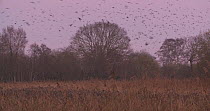 Flock of Common starlings (Sturnus vulgaris) flying into reedbed to roost at dusk, Ham Wall RSPB Reserve, Somerset Levels,  UK,  December.