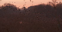 Flock of Common starlings (Sturnus vulgaris) flying into reedbed to roost at dusk, Ham Wall RSPB Reserve, Somerset Levels,  UK,  December.