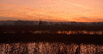 Wide angle shot of a flock of Common starlings (Sturnus vulgaris) flying into reedbed to roost at dusk, Ham Wall RSPB Reserve, Somerset Levels,  UK,  December.
