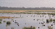 Wide-angle shot of Wigeon (Anas penelope) in flooded marsh, with Northern lapwings (Vanellus vanellus) flying overhead, Catcott Lows Nature Reserve, Somerset Levels,  England, UK, December.
