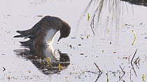 Slow motion clip of a Wigeon (Anas penelope) preening, Catcott Lows Nature Reserve, Somerset Levels,  England, UK, December.