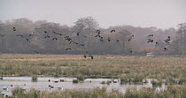 Slow motion clip of a flock of Northern lapwings (Vanellus vanellus) flying over a flooded marsh, Catcott Lows Nature Reserve, Somerset Levels,  England, UK, December.