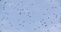 Slow motion clip of a flock of Northern lapwings (Vanellus vanellus) in flight, Catcott Lows Nature Reserve, Somerset Levels,  England, UK, December.