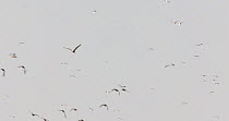 Mixed flock of Wigeon (Anas penelope) and Northern lapwings (Vanellus vanellus) disturbed by hunting Marsh Harrier (Circus aeruginosus), Greylake RSPB Reserve, Somerset Levels,  England, UK, December.