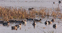 Wide-angle shot of Wigeon (Anas penelope) resting in flooded marsh, Catcott Lows Nature Reserve, Somerset Levels,  England, UK, December.