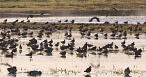 Wide-angle shot of Wigeon (Anas penelope) and Northern lapwings (Vanellus vanellus) resting in flooded marsh, Catcott Lows Nature Reserve, Somerset Levels,  England, UK, December.