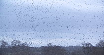 Wide angle shot of a murmuration of Common starlings (Sturnus vulgaris) over reedbeds at dusk, Ham Wall RSPB Reserve, Somerset Levels,  England, UK, December.