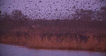 Wide angle shot of a flock of Common starlings (Sturnus vulgaris) departing from reedbed at dawn, Ham Wall RSPB Reserve, Somerset Levels,  England, UK, December.