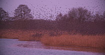 Wide angle shot of a flock of Common starlings (Sturnus vulgaris) departing from reedbed at dawn, Ham Wall RSPB Reserve, Somerset Levels,  England, UK, December.