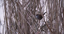 Cetti's Warbler (Cettia cetti) singing in reeds at dawn, Ham Wall RSPB Reserve, Somerset Levels,  England, UK, December.