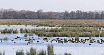 Flock of Wigeon (Anas penelope) landing in flooded marshland, Catcott Lows Nature Reserve, Somerset Levels,  England, UK, January.