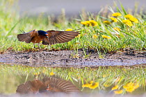 American barn swallow (Hirundo rustica erythrogaster) in flight gathering mud to build nest, Yellowstone National Park, Montana, August.