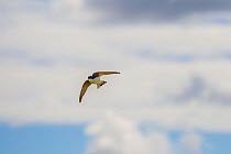 House Martin (Delichon urbicum) in flight hunting for insects, Monmouthshire, Wales, UK, July.