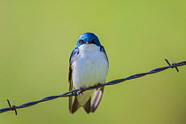 Tree swallow (Tachycineta bicolor) perched on barbed wire, Montana, USA, June.